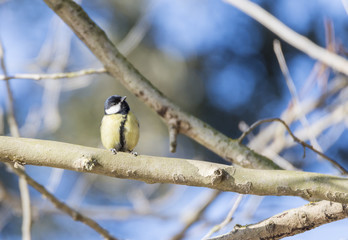 Parus major, saithe common