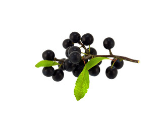 Sloes