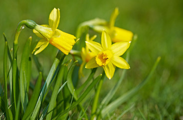 Jonquils