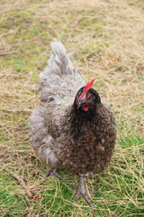 Hen in the yard