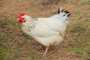 Hen in the yard