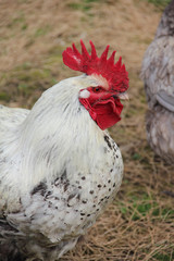 Hen in the yard