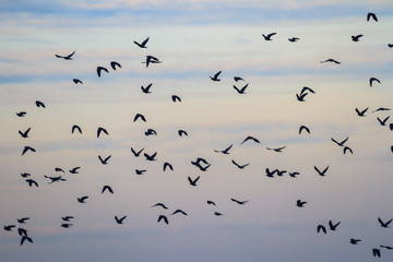 birds