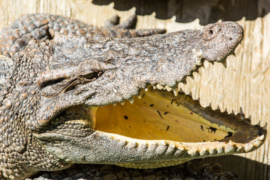 Dangerous crocodile open mouth in farm in Phuket