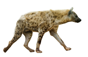 Spotted hyena  on white