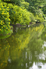 Fototapeta premium tree and lake in park
