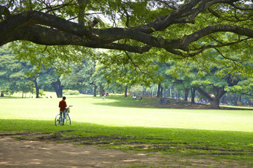 bicycle and tree in park