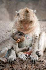 Monkey mother and her baby.