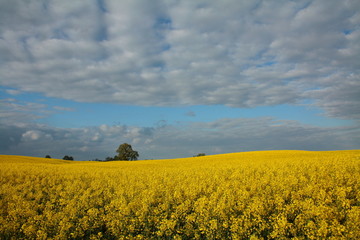 Pole Rzepaku © amanita313