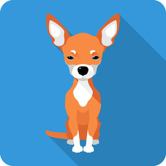 dog Chihuahua icon flat design