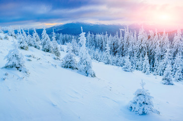 sunny winter landscape