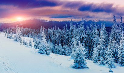 sunny winter landscape