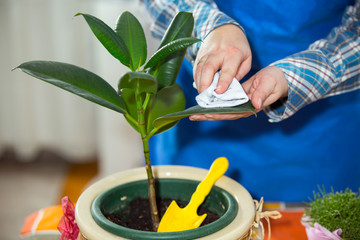 Woman looking after houseplant at home