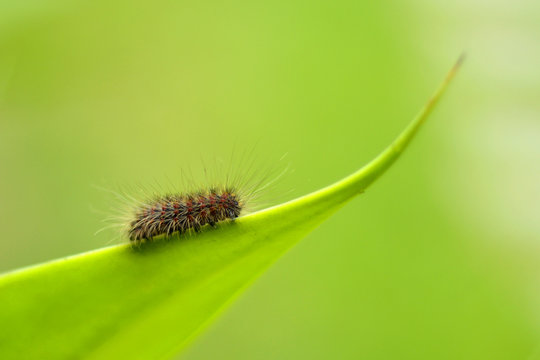 oruga