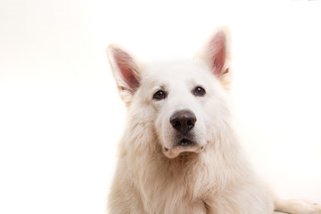 Obraz premium Swiss White Shepherd