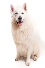 Swiss White Shepherd