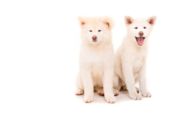 Akita Inu