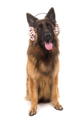 German Shepherd dog
