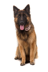 German Shepherd dog