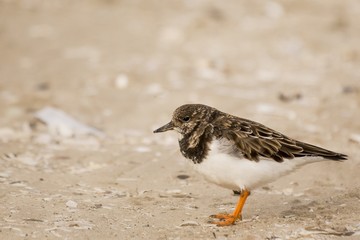 Turnstone