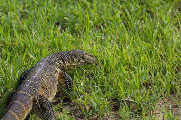 Varan de tanzanie en Safari