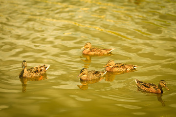 Wild duck on the water.