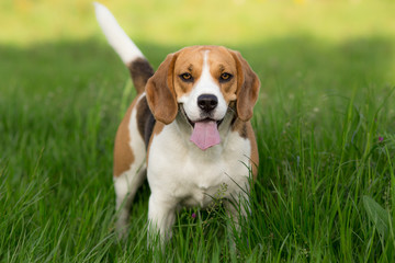 Beagle dog close up portrait
