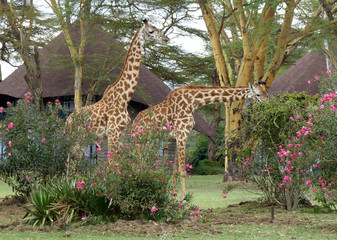 Giraffen in Garten