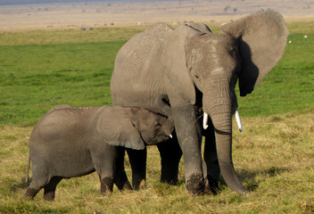 Elefantenmutter mit Kind