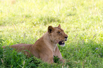 Fototapeta na wymiar Lion en observation