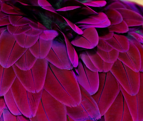 Pink and Purple Feathers - obrazy, fototapety, plakaty