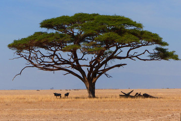 Fototapeta premium Gnus in Afrika
