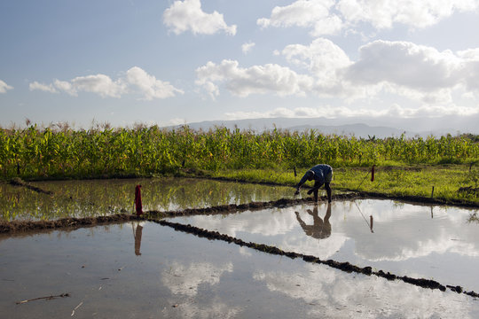 Reisanbau, Deschapelles, Haiti
