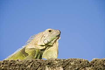 Close up of green Iguana