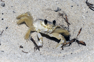 Strandkrabbe, Kuhinsel (Île à Vache), Haiti