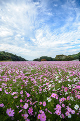 長崎県佐世保市展海峰のコスモス