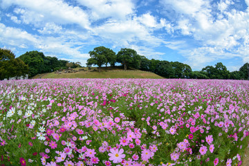 長崎県佐世保市展海峰のコスモス