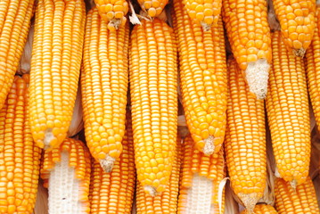 Fototapeta na wymiar corn food