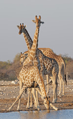 giraffe at  a waterhole in Etosha National Park.