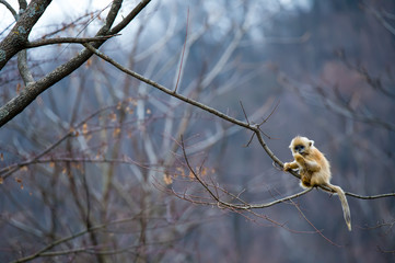 Naklejka premium One BAby Golden Monkey sit at the endge of tree