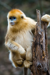 A Golden Monkey stand on the tree