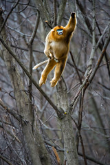 One super monkey