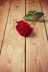 Rose on wooden background