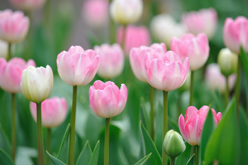 Fototapeta premium チューリップ