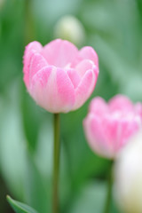 チューリップ