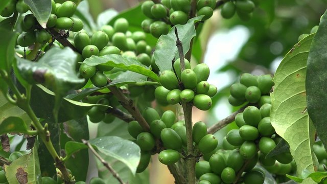 Coffee Plants, Plantations, Farms, Nature