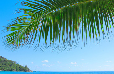 Fototapeta premium Sea Leaves Trees
