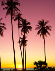 Fototapeta na wymiar Palm Paradise Night is Coming