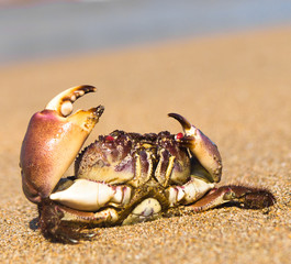 Seafood Posing Menacing Eyes