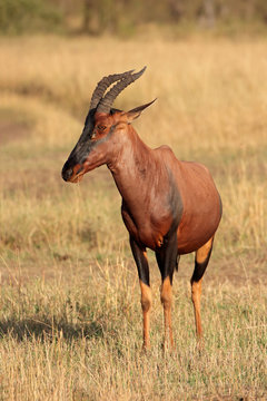 Topi antelope, Masai Mara National Reserve